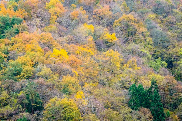 Vackra Landskapet Massa Träd Med Färgglada Löv Runt Berget Höstsäsongen — Stockfoto