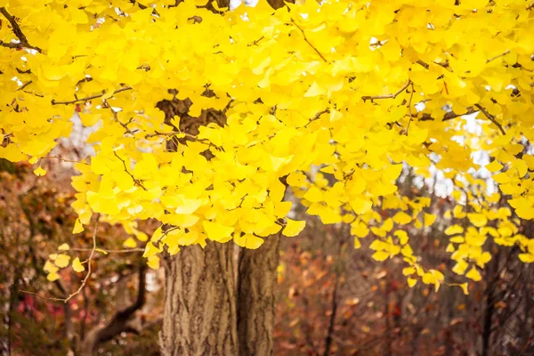 Güzel Ginko Sonbahar Sezonu Ağaç Yaprak — Stok fotoğraf