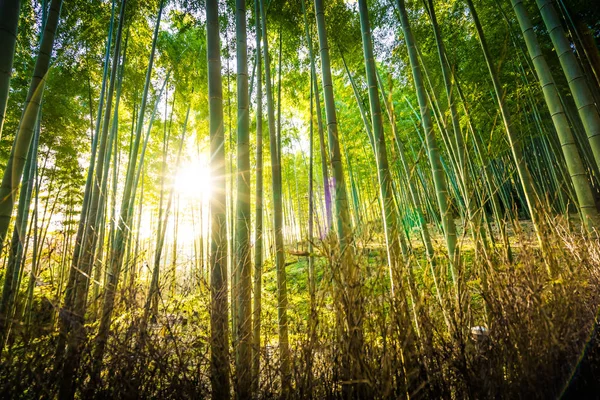 Wunderschöne Landschaft Des Bambushains Wald Bei Arashiyama Kyoto Japan — Stockfoto