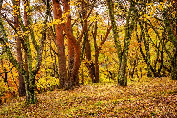 Bela Árvore Folha Bordo Vermelho Verde Temporada Outono — Fotografia de Stock