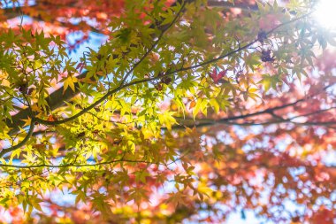Güzel manzara sonbahar sezonu Japonya akçaağaç ağaç yaprak ile