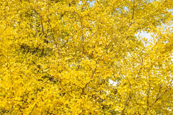 Hermoso Árbol Hoja Ginkgo Amarillo Temporada Otoño —  Fotos de Stock