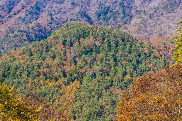 Красивый Пейзаж Кленовым Листом Осенью Японии — стоковое фото