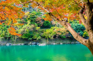 Akçaağaç ağaç yaprak ve sonbahar sezonu Kyoto Japonya göl etrafında tekne ile güzel Arashiyama Nehri