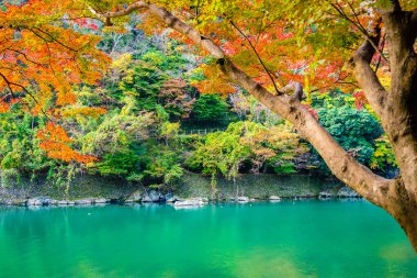 Beautiful Arashiyama river with maple leaf tree and boat around lake in Autumn season Kyoto Japan clipart
