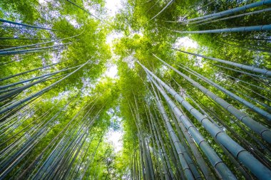 Güzel bambu grove ağaç arashiyama alan Kyoto Japonya