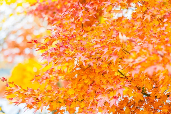 Belle Feuille Érable Rouge Verte Sur Arbre Automne — Photo