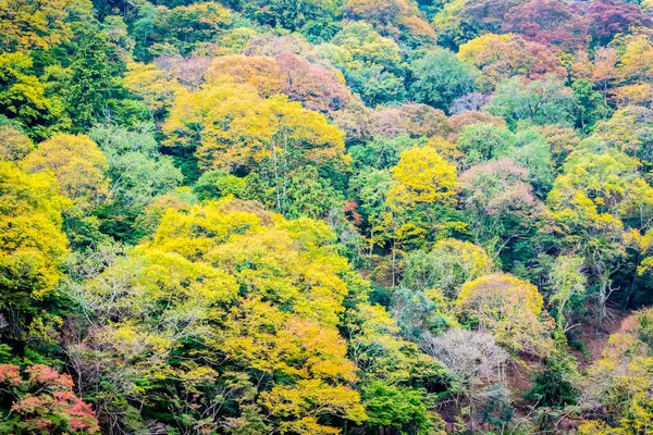 Много Деревьев Лесу Заднем Плане — стоковое фото