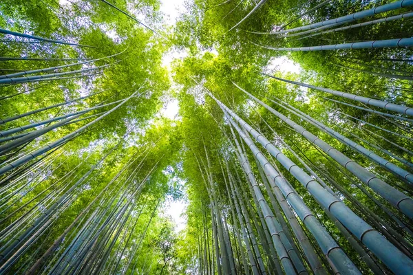 Hermoso Árbol Bambú Área Arashiyama Kyoto Japón — Foto de Stock
