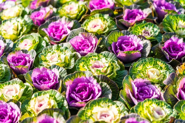 Hermosa Flor Color Verde Púrpura — Foto de Stock