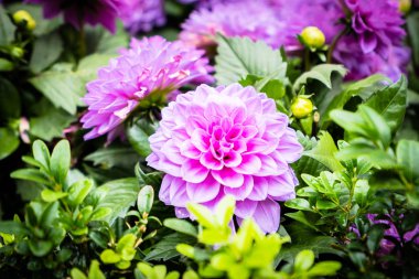 Bahçedeki güzel renkli çiçek.