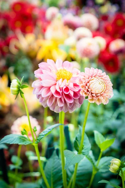 Beautiful Colorful Flower Garden — Stock Photo, Image