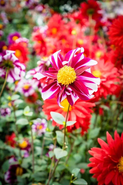 Vacker Färgglad Blomma Trädgården — Stockfoto