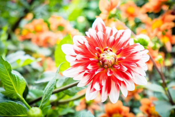 Vacker Färgglad Blomma Trädgården — Stockfoto