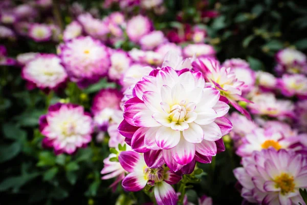 庭の美しい色とりどりの花 — ストック写真