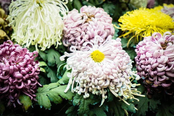 Belle Fleur Colorée Dans Jardin — Photo