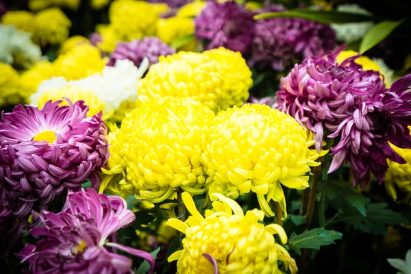 Mooie Kleurrijke Bloem Tuin — Stockfoto