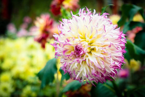 Bela Flor Colorida Jardim — Fotografia de Stock