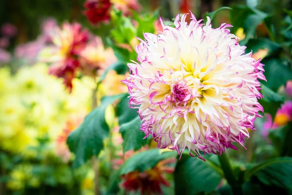 Belle Fleur Colorée Dans Jardin — Photo