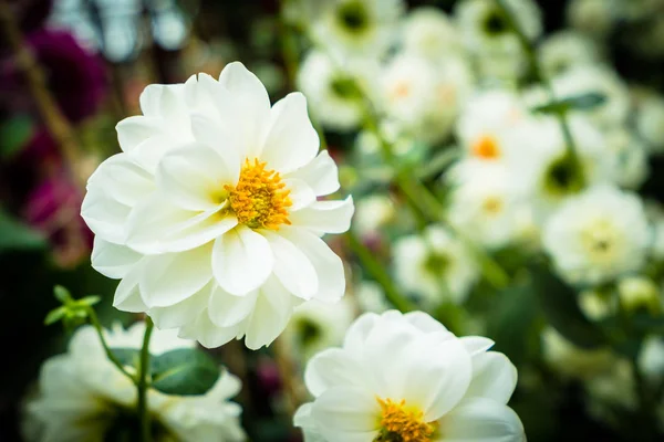 Hermosa Flor Colorida Jardín — Foto de Stock