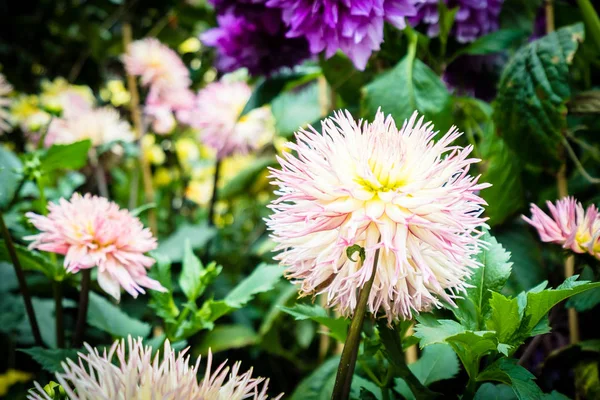 庭の美しい色とりどりの花 — ストック写真