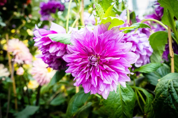 Belle Fleur Colorée Dans Jardin — Photo