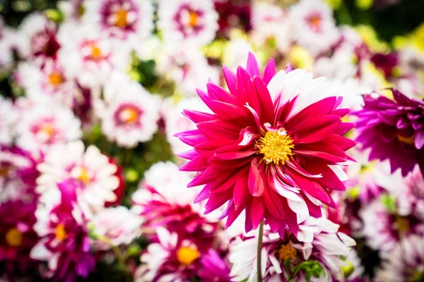 Beautiful Colorful Flower Garden — Stock Photo, Image