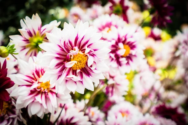 Beautiful Colorful Flower Garden — Stock Photo, Image