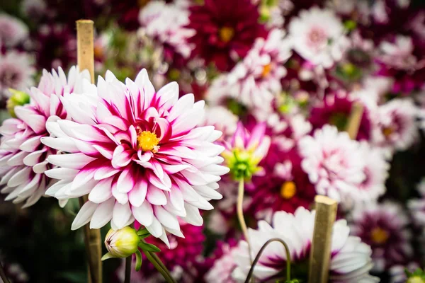 Bellissimo Fiore Colorato Giardino — Foto Stock