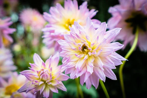 Beautiful Colorful Flower Garden — Stock Photo, Image