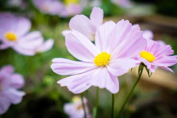 Vacker Färgglad Blomma Trädgården — Stockfoto