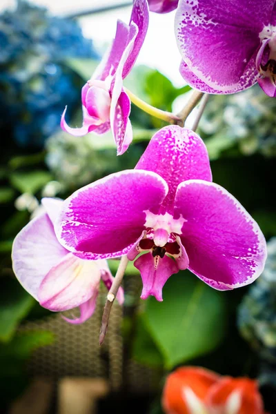 Beautiful Colorful Flower Garden — Stock Photo, Image