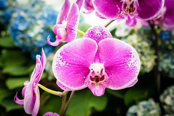 Beautiful Colorful Flower Garden — Stock Photo, Image