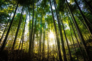 Bambu Grove Arashiyama Kyoto Japonya ormandaki güzel manzara