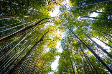 Güzel bambu grove ağaç arashiyama alan Kyoto Japonya