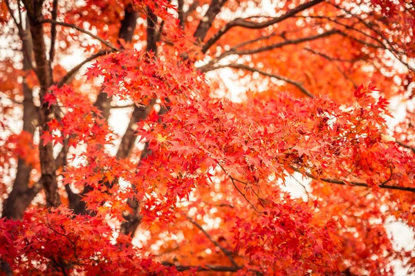 Belle Feuille Érable Rouge Verte Automne — Photo