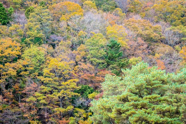 カラフルな葉の周りの秋の山の木の多くの美しい風景 — ストック写真