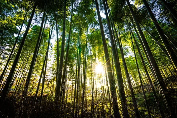 아라시 숲에서 대나무 — 스톡 사진