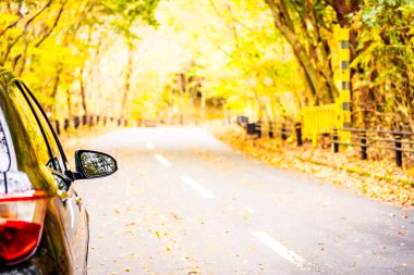 Sonbahar sezonu ağaç ormanı etrafında yolda araba