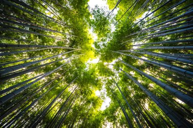 Bambu Grove Arashiyama Kyoto Japonya ormandaki güzel manzara
