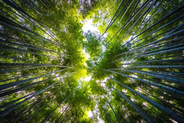 Bambu Grove Arashiyama Kyoto Japonya ormandaki güzel manzara