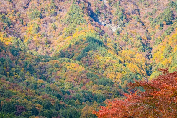 メープルと秋のシーズンで他の木の周りの山の美しい風景 — ストック写真