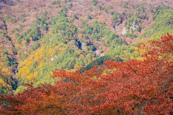 メープルと秋のシーズンで他の木の周りの山の美しい風景 — ストック写真