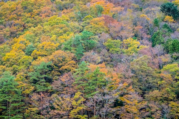 Bir Ağaç Dağ Sonbahar Sezonu Etrafında Renkli Yaprak Ile Çok — Stok fotoğraf