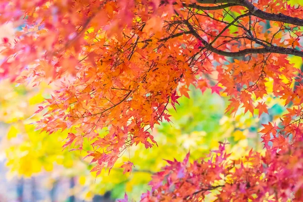 Schönes Rotes Und Grünes Ahornblatt Baum Herbst — Stockfoto