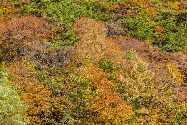 Красивый Пейзаж Кленовым Листом Осенью Японии — стоковое фото