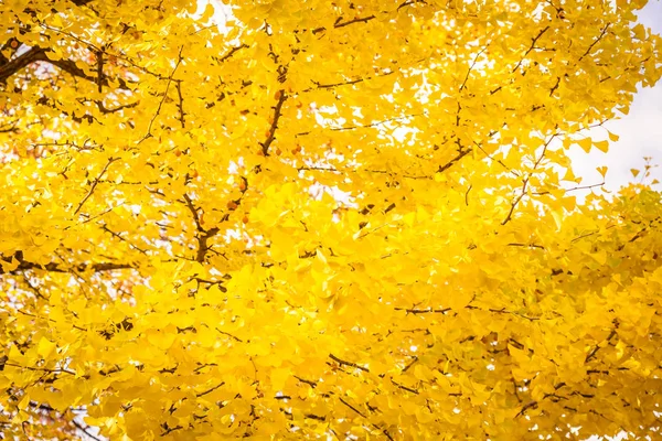 Bela Árvore Folha Ginko Temporada Outono — Fotografia de Stock