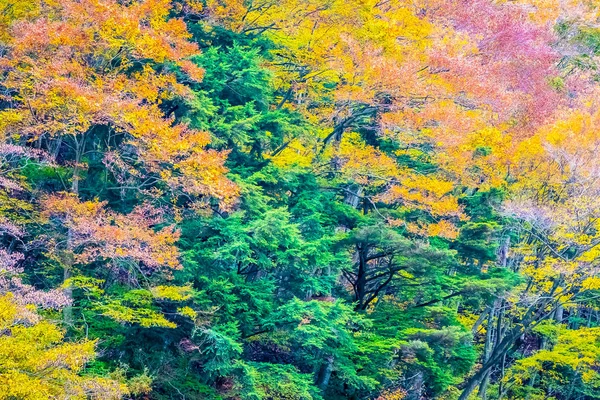 Beau Paysage Beaucoup Arbres Avec Des Feuilles Colorées Autour Montagne — Photo