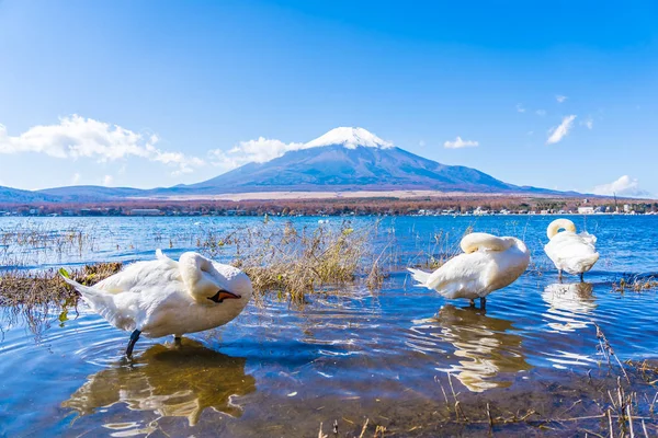 Όμορφο Τοπίο Του Βουνού Fuji Λευκό Κύκνο Γύρω Από Την — Φωτογραφία Αρχείου