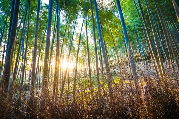 Schöner Bambushain Baum Arashiyama Gebiet Kyoto Japan — Stockfoto